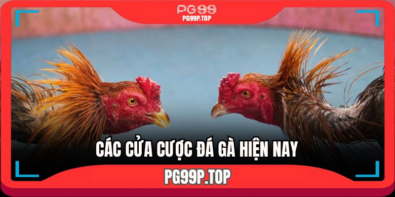 Khám phá các cửa cược chọi kê xu hướng hiện nay 