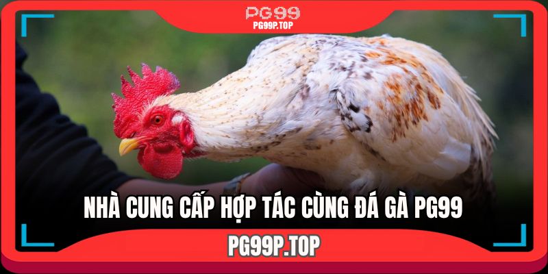 Nhà cung cấp hợp tác cùng sảnh đá gà PG99 