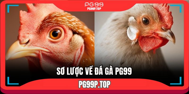 Thông tin tổng quan thú vị về sảnh đá gà PG99 